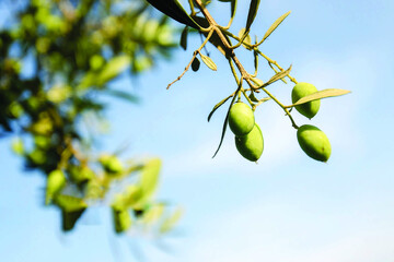 برداشت زیتون از باغات علی‌آباد کتول