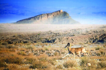 پایان حیات وحش در ایران