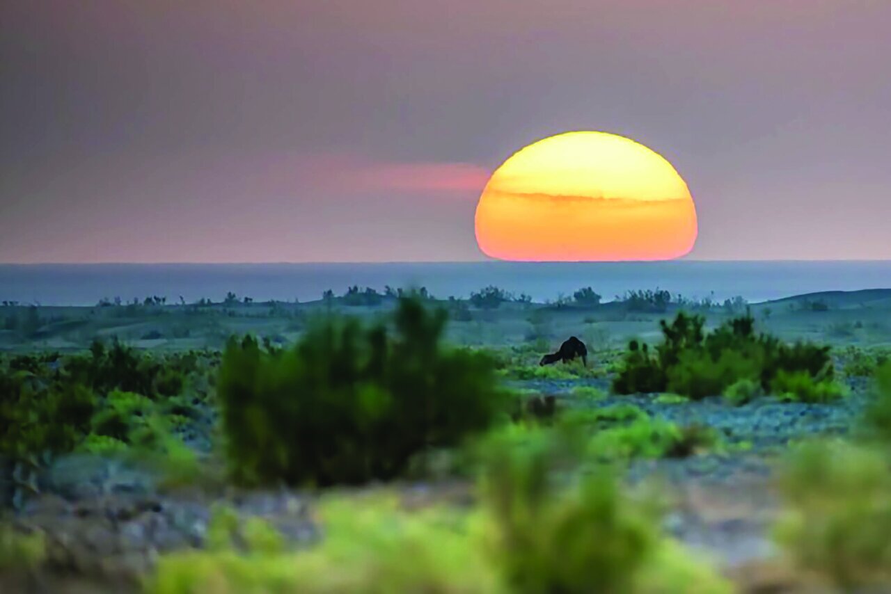 پایان حیات وحش در ایران