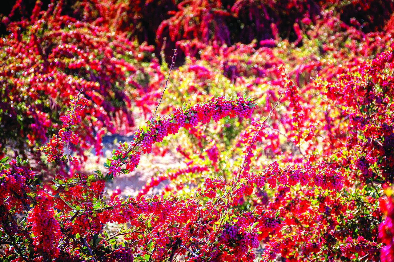 برداشت زرشک در روستای «افین» خراسان جنوبی