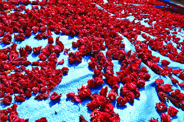 برداشت چای ترش‌