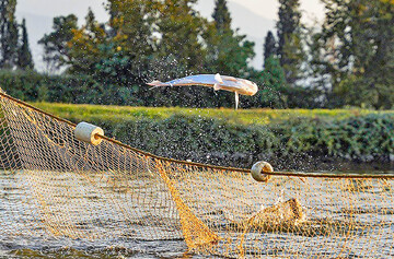 تولید برای محرومیت‌زدایی / پرورش ماهی