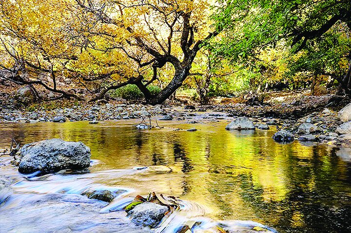 طبیعت پاییزی باغ‌های گردو کهمان شهرستان سلسله