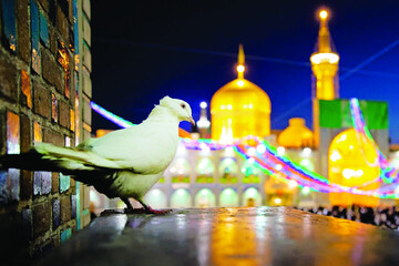 دل ما تنگ مشرق طلایی ایران است