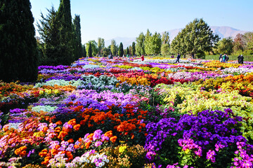 جشنواره گل‌های داوودی