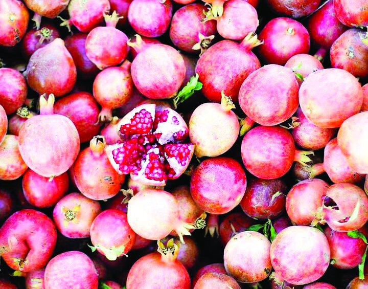 فصل برداشت انار از باغ‌های شهرستان بجستان