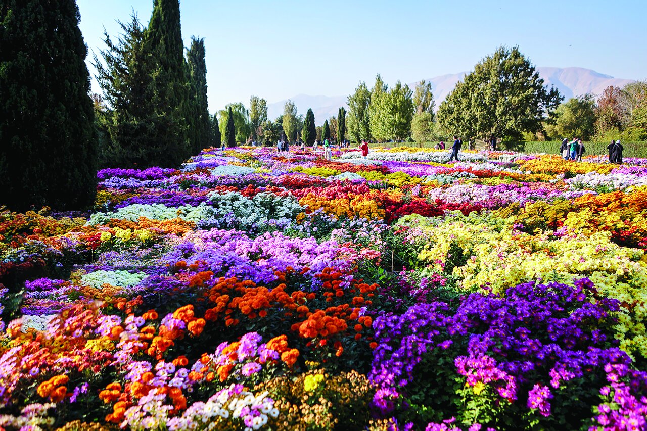 جشنواره گل‌های داوودی