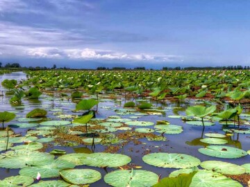 گونه‌های جانوری از دست می‌روند
