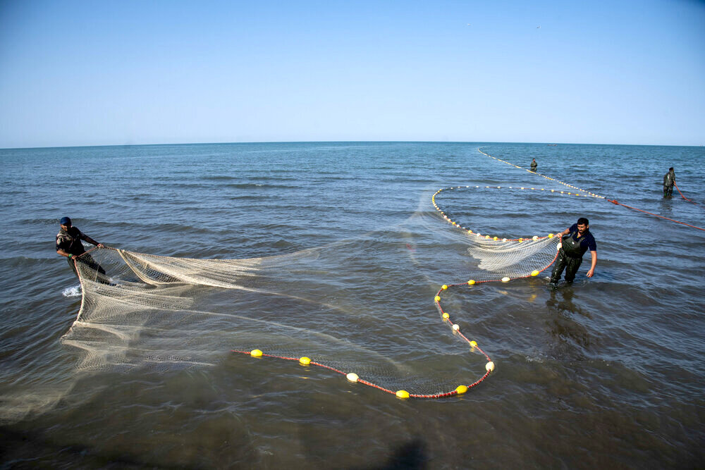 صید ماهی به روش پره در ساحل گهرباران ـ ساری