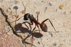 مغز جدید ربات‌ها با الهام از پرندگان و مورچه‌ها برای مسیریابی بدون GPS