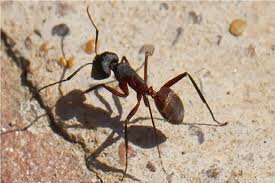 مغز جدید ربات‌ها با الهام از پرندگان و مورچه‌ها برای مسیریابی بدون GPS