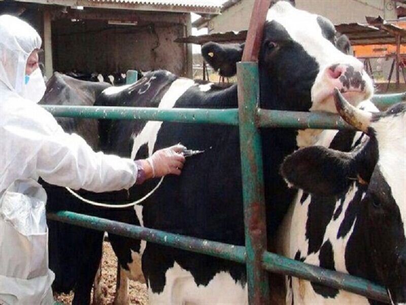 «تب برفکی» به انسان منتقل نمی‌شود