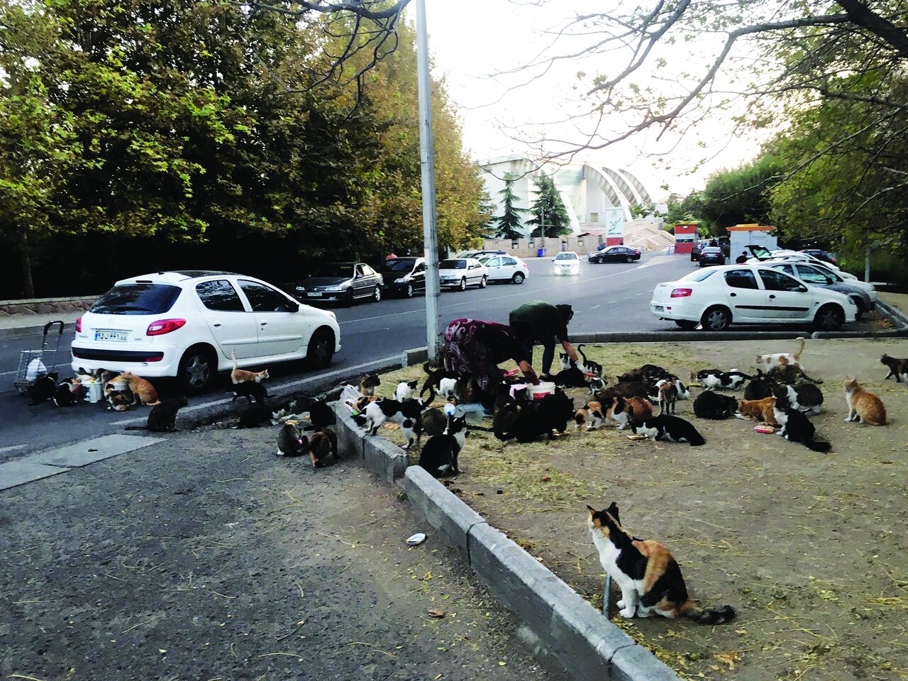 دوستی خاله خرسه