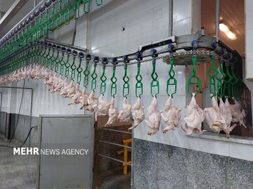 نبود نهاده دامی، مرغ‌ها را زودتر و با وزن پایین‌تر راهی کشتارگاه می‌کند