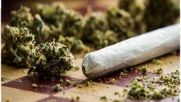 اثرات مخرب «گل» در ایران از تمام مخدرهای دیگر بالاتر است