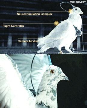 تبدیل کبوتر به پهپاد نظارتی