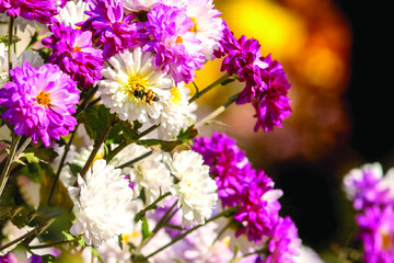 جشنواره گل‌های داودی