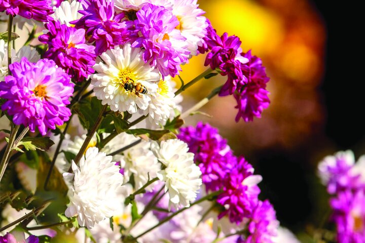 جشنواره گل‌های داودی