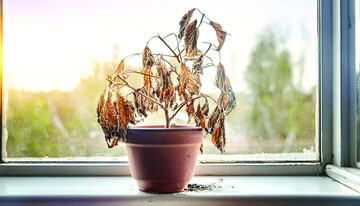 اگر یکی از این ۶ نشانه را دیدید، فورا گیاه آپارتمانی‌تان را دور بیندازید!