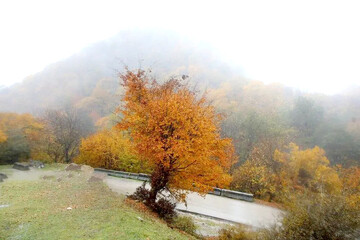 بازگشت باران به سوادکوه