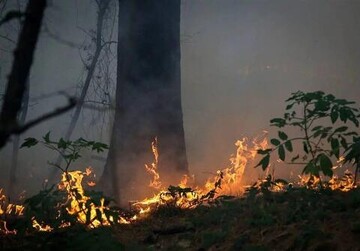 جنگل‌ها زیر فشار کم‌آبی و سوءمدیریت