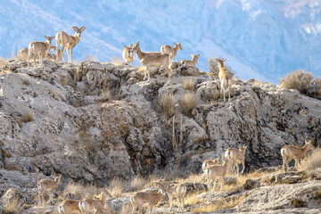 سلاطین صخره‌ها