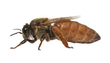 خوش‌بینی میان زنبورها مسری است!