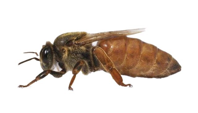 خوش‌بینی میان زنبورها مسری است!