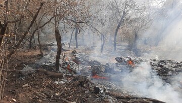 حدود ۲۰ درصد جنگل‌های الیت آسیب دیدند