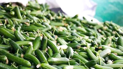 خیار وارد کانال ۹۰ هزار تومانی شد