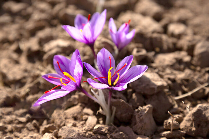 طلای سرخ نیشابور