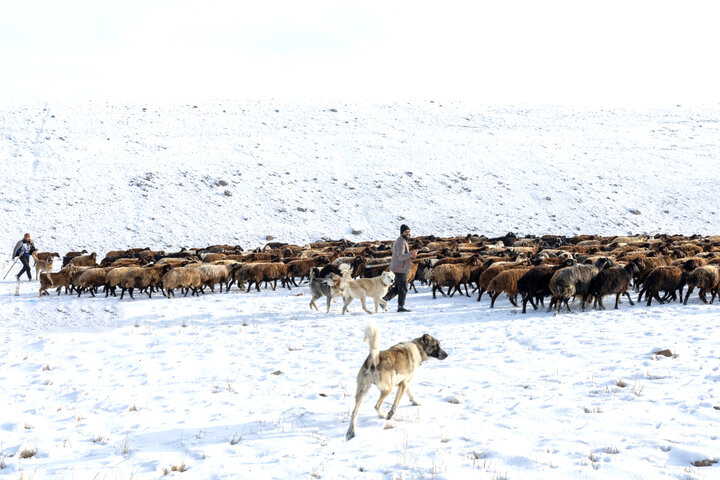 طبیعت برفی دامنه‌های سهند؛ سهند در خواب زمستانی سپید