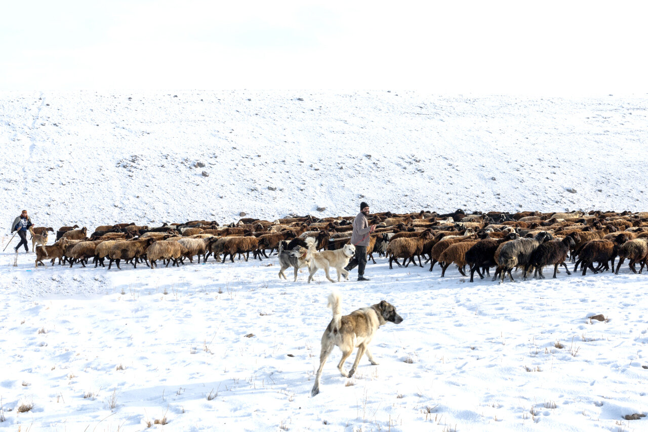 طبیعت برفی دامنه‌های سهند؛ سهند در خواب زمستانی سپید