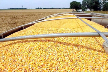 عرضه نهاده دامی منجر به فروکش عطش بازار شد