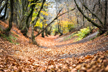 پاییز در جنگل فندقلوی نمین