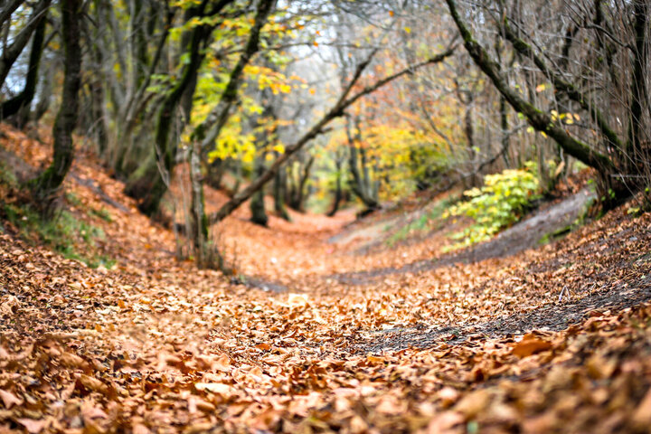 پاییز در جنگل فندقلوی نمین