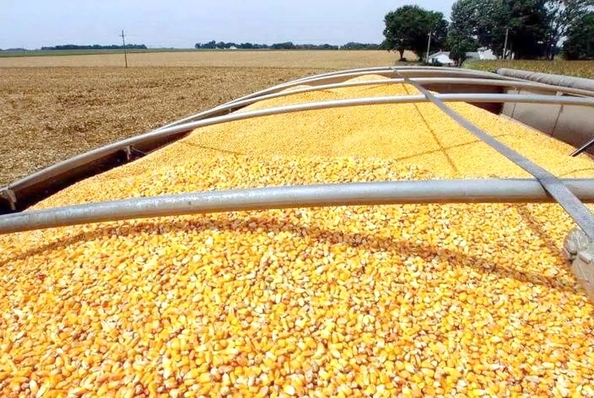 عرضه نهاده دامی منجر به فروکش عطش بازار شد