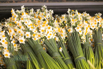 برداشت گل نرگس در مازندران