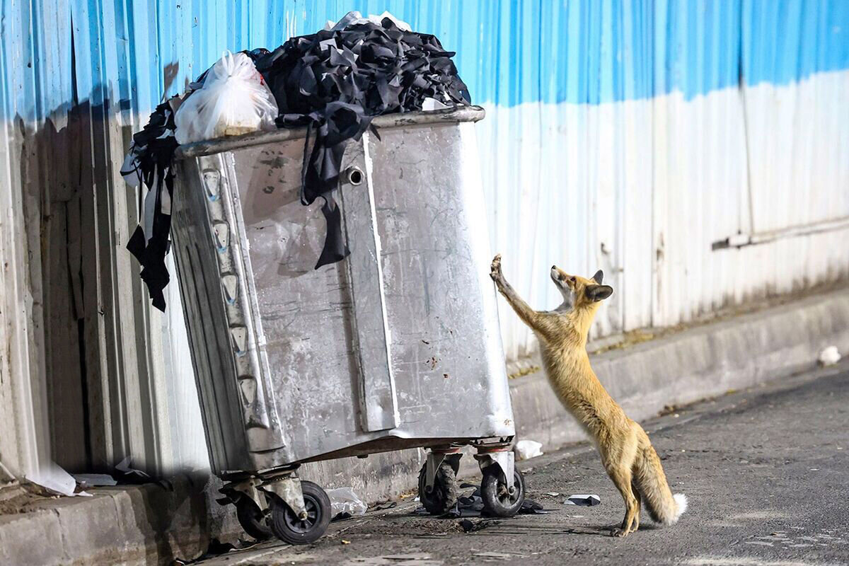 هشدار درباره نزدیک شدن حیات‌وحش به مناطق مسکونی