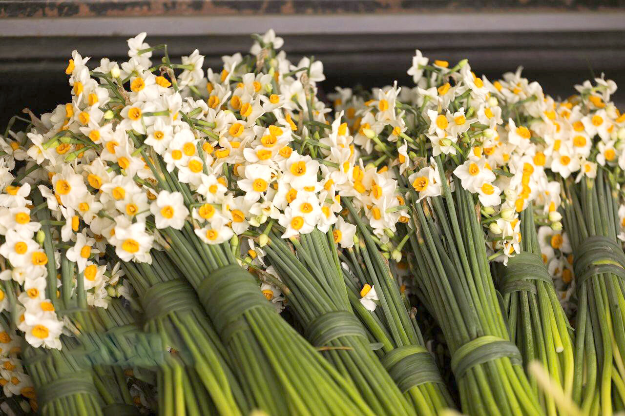 برداشت گل نرگس در مازندران