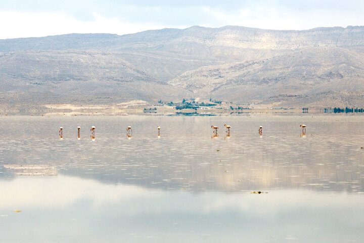 تولد دوباره دریاچه مهارلو؛ بازگشت فلامینگوها با بارش‌های پاییزی