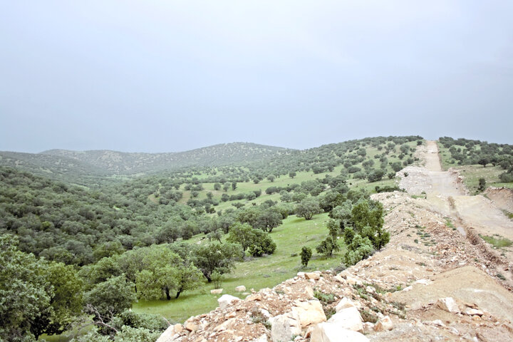 صرف نیمی از درآمد نفت برای احیای خاک زاگرس