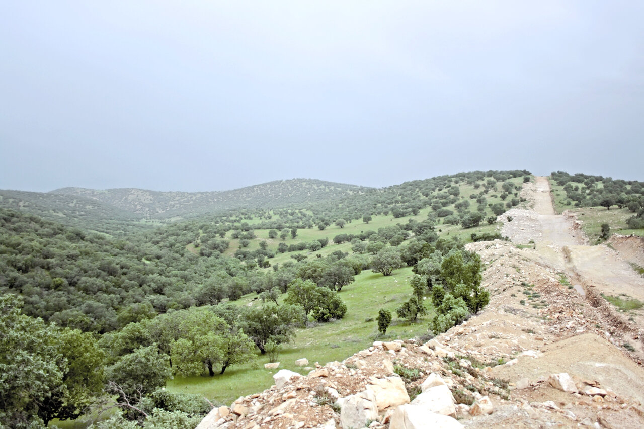 صرف نیمی از درآمد نفت برای احیای خاک زاگرس