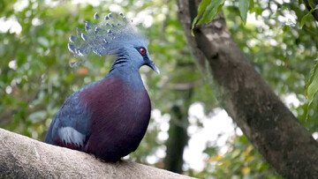 بزرگ‌ترین کبوتر جهان با تاجی باشکوه