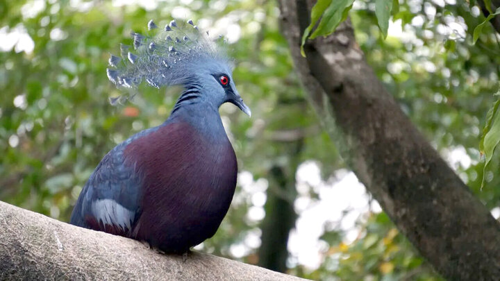 بزرگ‌ترین کبوتر جهان با تاجی باشکوه