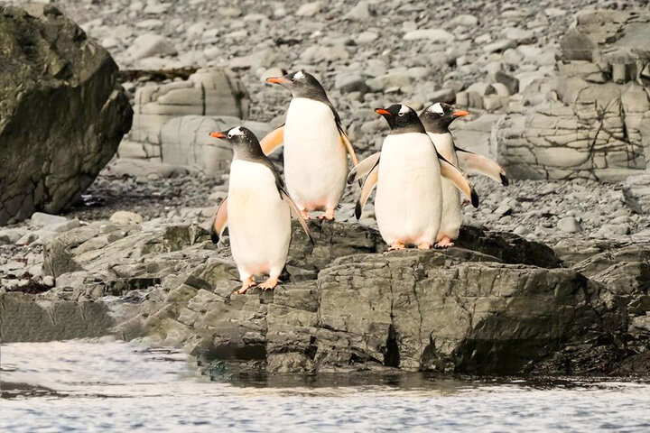 حیات وحش در قطب جنوب