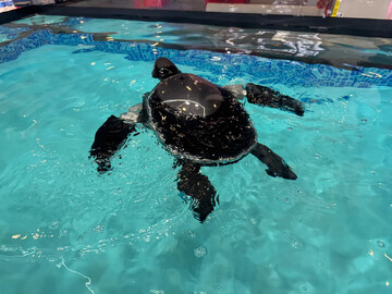 لاک‌پشت رباتیک ناجی جدید محیط زیست