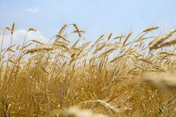 پیش‌بینی تولید گندم در سال زراعی ۱۴۰۵-۱۴۰۴