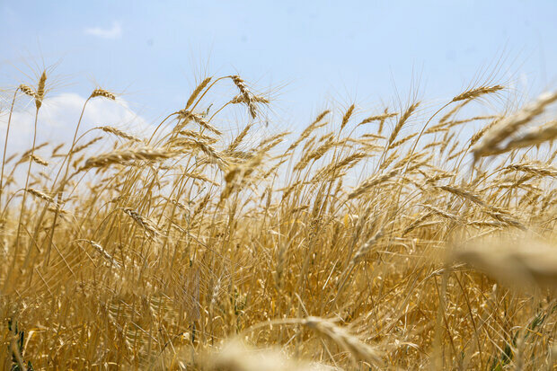 قیمت گندم باید اصلاح شود؟