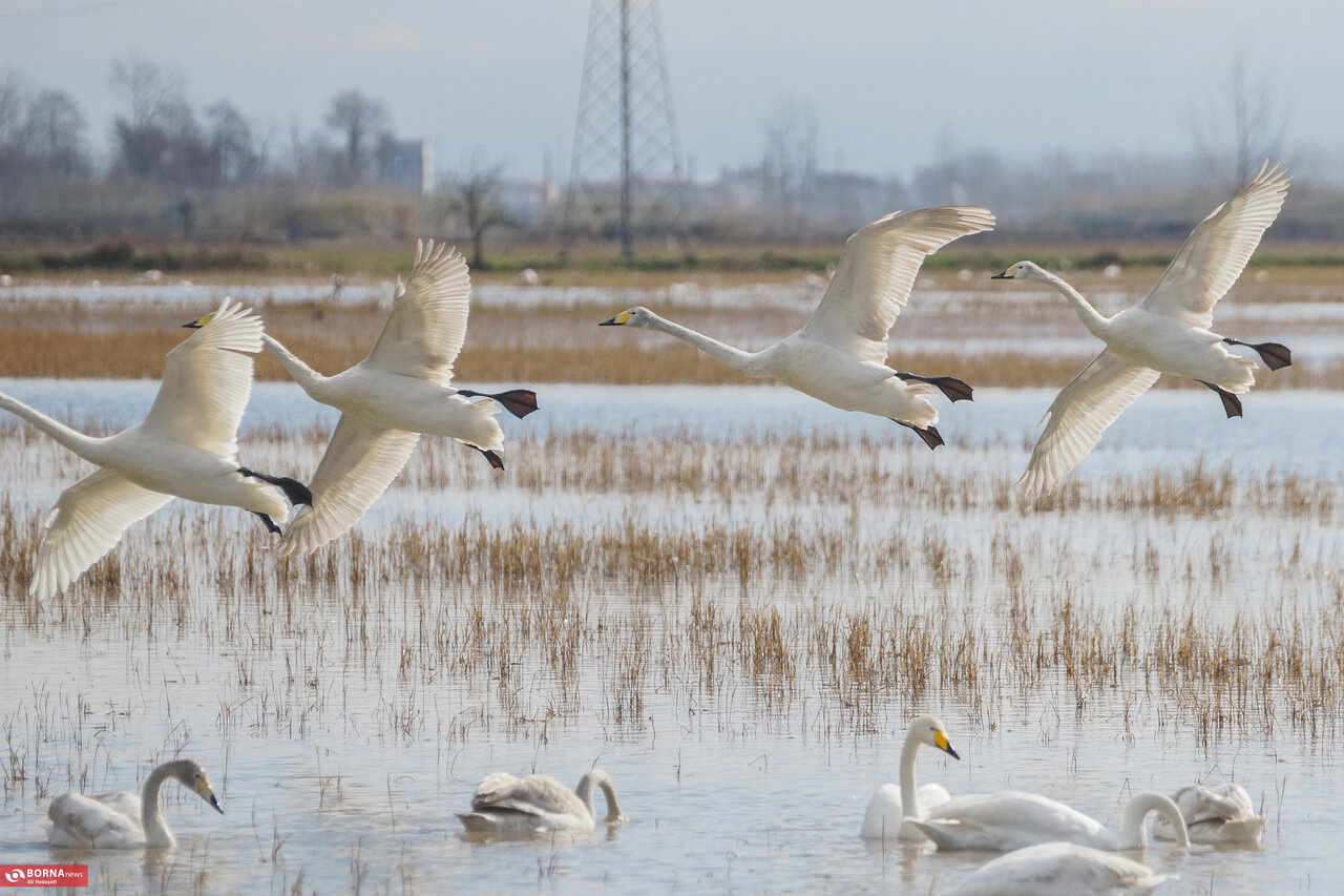 سرخ‌رود مازندران میزبان قوهای آوازخوان